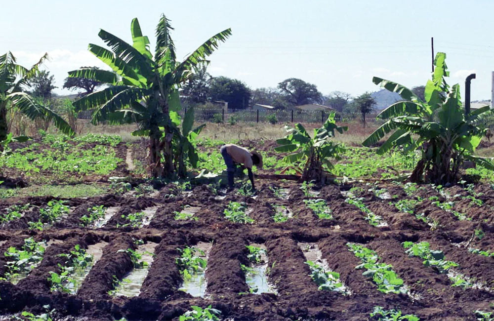 Agricultura
